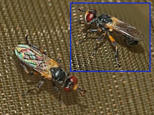 Réf. 362 017 : Thecophora atra